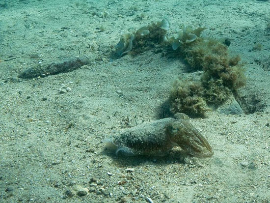 Picture 4 of Discover the talent of squid fish transformation