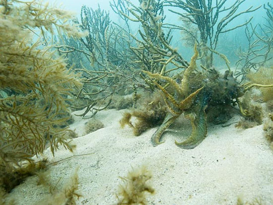 Picture 5 of Discover the talent of squid fish transformation