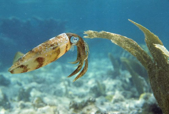 Picture 7 of Discover the talent of squid fish transformation