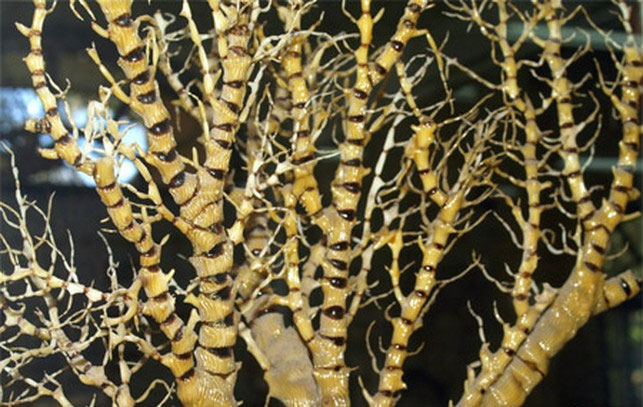 Picture 1 of Discover the type of corals found only in the Spratly Islands