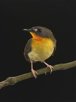 Picture 2 of Discover the unique red-necked bird