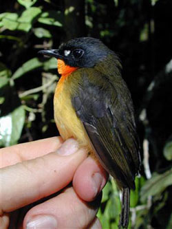 Picture 3 of Discover the unique red-necked bird