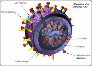 Picture 1 of Discover the virus that causes the flu
