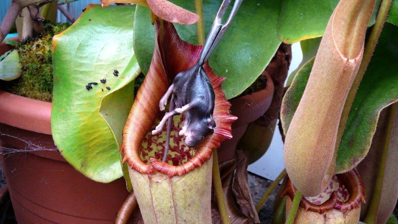 Picture 6 of Discover the wonders of the warm-eating tree