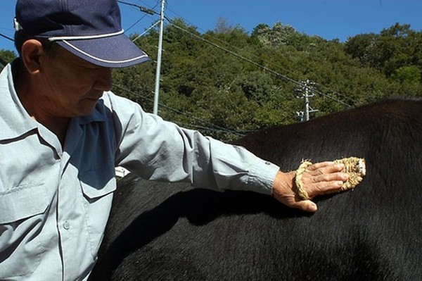 Picture 10 of Discover the world's best beef that is more expensive than Kobe beef