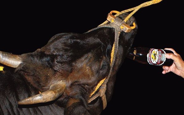 Picture 9 of Discover the world's best beef that is more expensive than Kobe beef