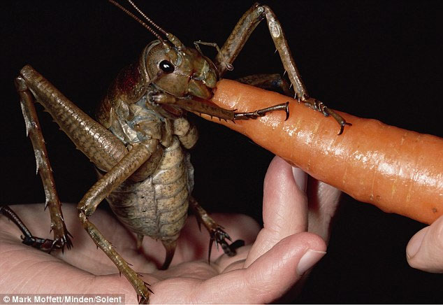 Picture 1 of Discover the world's heaviest insects