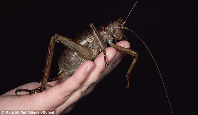 Picture 2 of Discover the world's heaviest insects