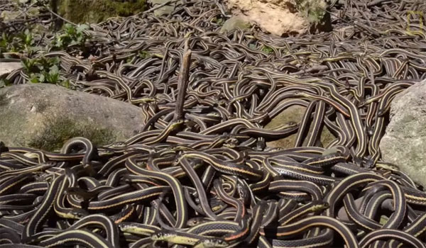 Picture 1 of Discover the world's largest snake