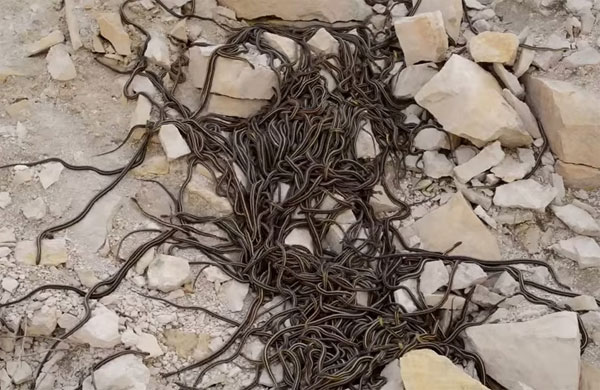 Picture 2 of Discover the world's largest snake