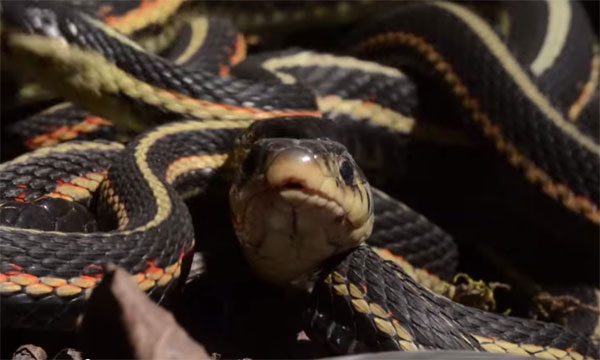 Picture 3 of Discover the world's largest snake