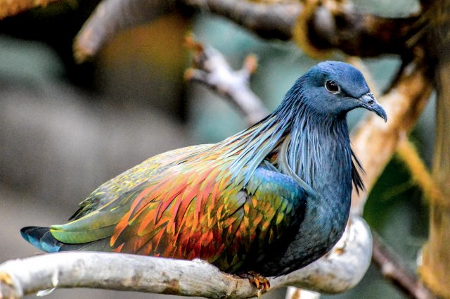 Picture 10 of Discover the world's most exotic pigeon