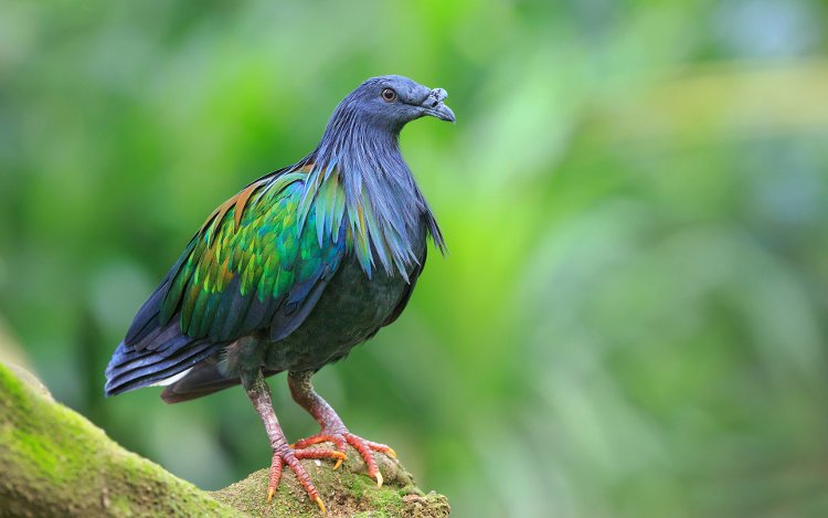 Picture 12 of Discover the world's most exotic pigeon