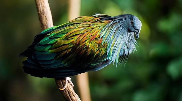 Picture 6 of Discover the world's most exotic pigeon
