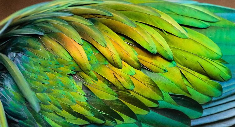 Picture 7 of Discover the world's most exotic pigeon