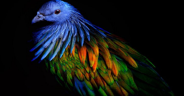 Picture 8 of Discover the world's most exotic pigeon