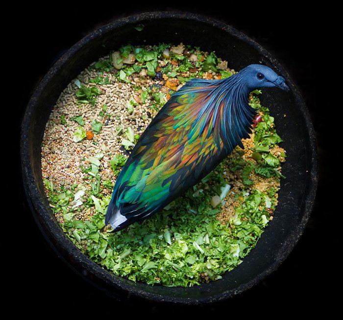 Picture 9 of Discover the world's most exotic pigeon