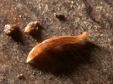 Picture 1 of Discover the world's most peculiar worm