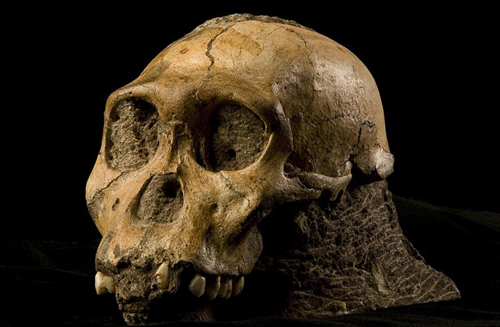 Picture 1 of Discover the world's oldest fossil skin in South Africa