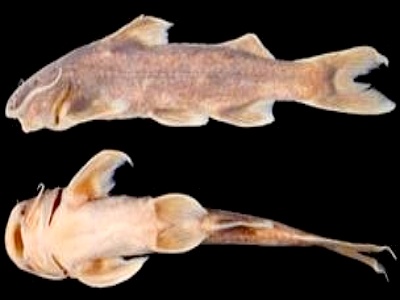 Picture 1 of Discover two new fry fish species in Vietnam