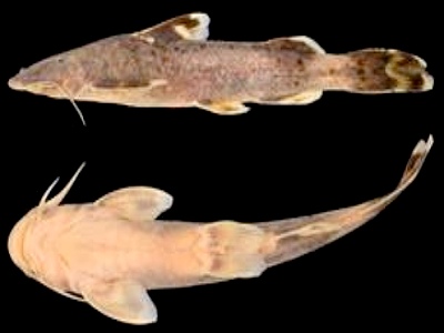 Picture 2 of Discover two new fry fish species in Vietnam