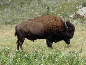 Picture 1 of Discovered 1,000-year wild boar hunting locations in the United States