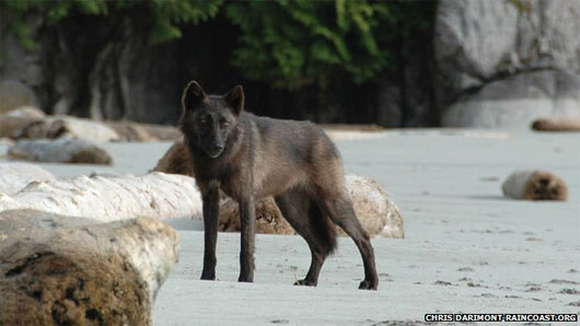 Picture 1 of Discovered 2 new gray wolves in Canada