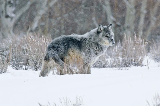 Picture 2 of Discovered 2 new gray wolves in Canada