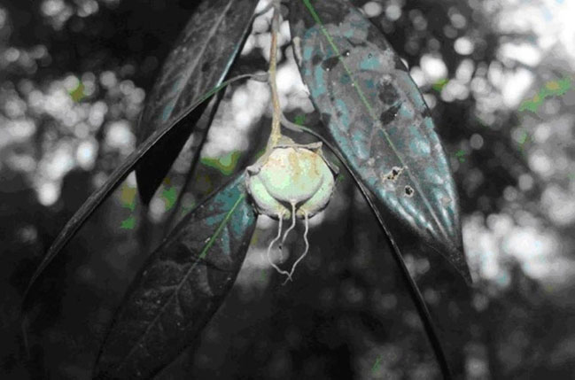 Picture 3 of Discovered 2 species of yellow lilies tea for science at Vu Quang National Park