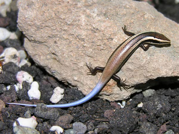 Picture 1 of Discovered 24 new species of lizard in the Caribbean