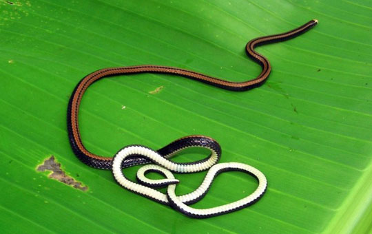 Picture 5 of Discovered 3 new animals in Vietnam
