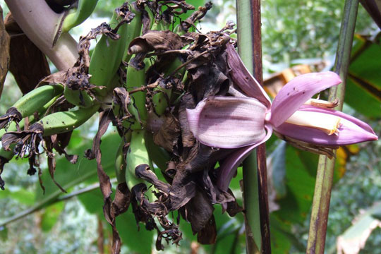 Picture 6 of Discovered 3 new animals in Vietnam