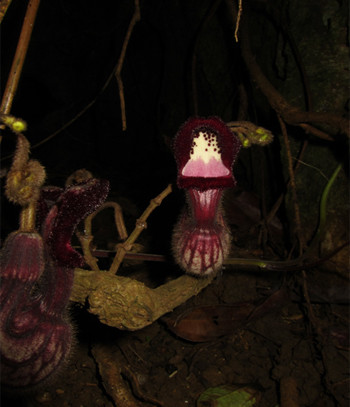 Picture 1 of Discovered 3 new plant species in Vietnam