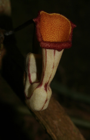 Picture 2 of Discovered 3 new plant species in Vietnam