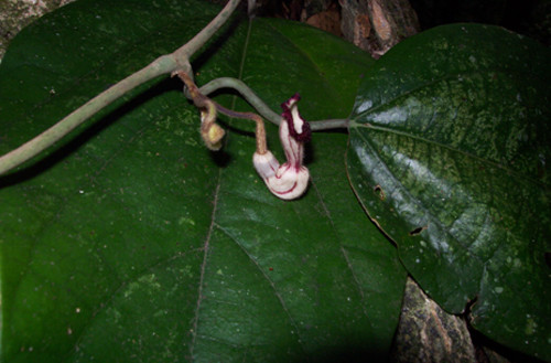 Picture 3 of Discovered 3 new plant species in Vietnam