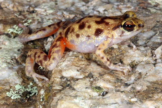 Picture 3 of Discovered 3 species of precious animals from the original ... time