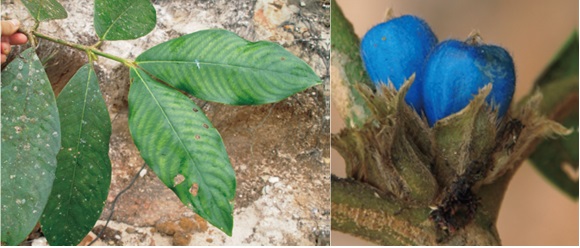 Picture 3 of Discovered 4 new species of Xylocarpaceae belonging to the coffee family in Indochina