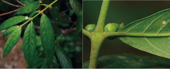 Picture 4 of Discovered 4 new species of Xylocarpaceae belonging to the coffee family in Indochina