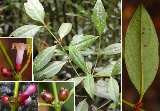 Picture 5 of Discovered 4 new species of Xylocarpaceae belonging to the coffee family in Indochina