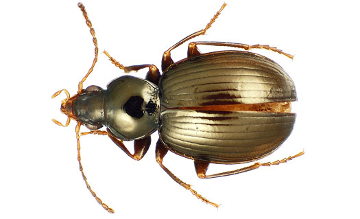 Picture 1 of Discovered 40 new beetle species in the Tahiti Islands
