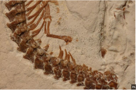 Picture 1 of Discovered 4-leg solid fossil specimens in Brazil