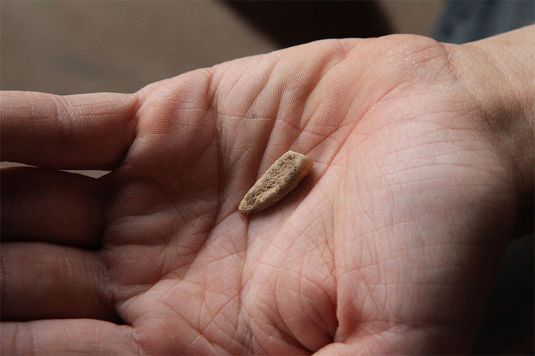 Picture 1 of Discovered 560,000-year-old milk teeth of ancient people