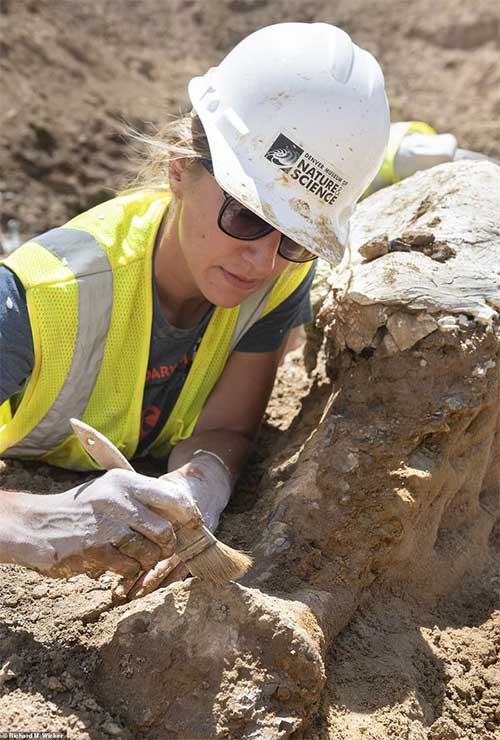 Picture 1 of Discovered 68 million year old triceratop bones