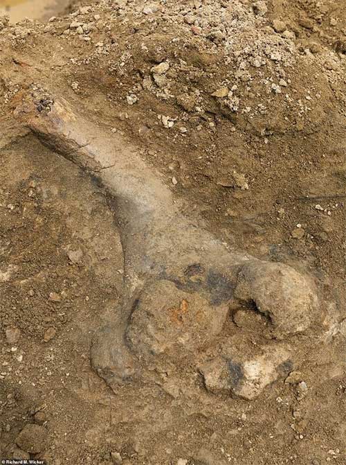 Picture 2 of Discovered 68 million year old triceratop bones