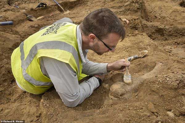 Picture 3 of Discovered 68 million year old triceratop bones