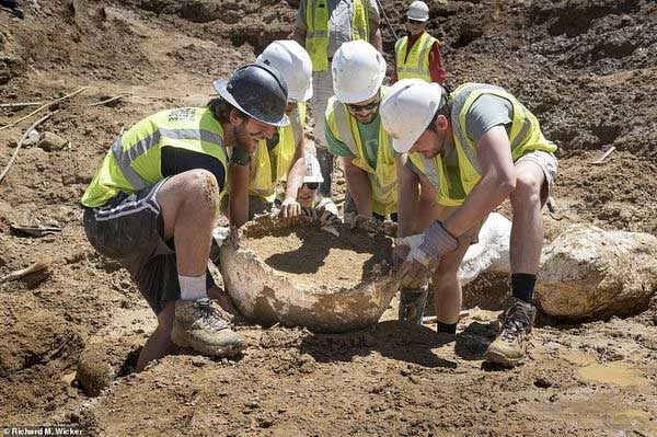 Picture 4 of Discovered 68 million year old triceratop bones