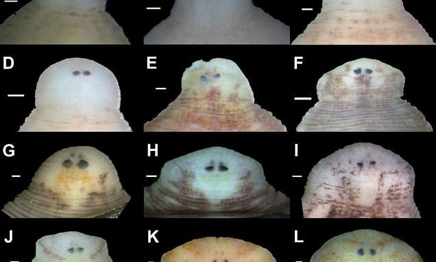 Picture 1 of Discovered 7 new leech species living in freshwater mussels