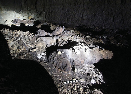 Picture 1 of Discovered 8 million mummies of dogs in the worship of ancient Egypt