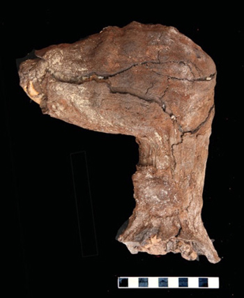 Picture 2 of Discovered 8 million mummies of dogs in the worship of ancient Egypt