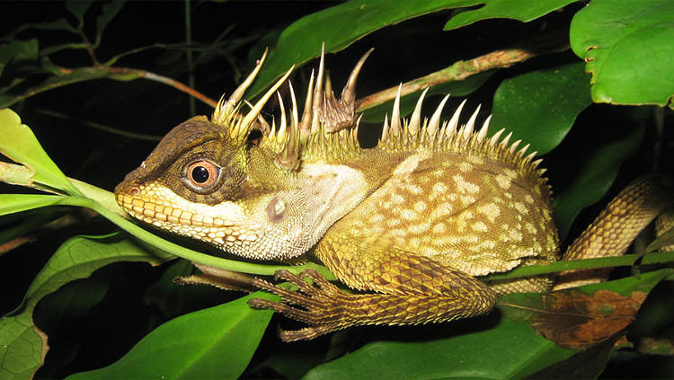 Picture 1 of Discovered a dragon-like lizard